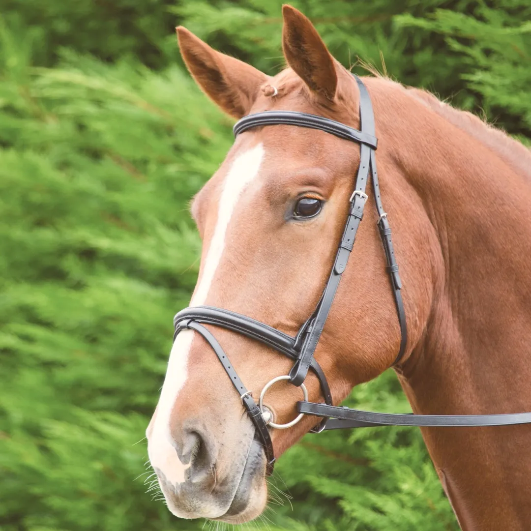 Shires Velociti GARA Raised Flash Bridle